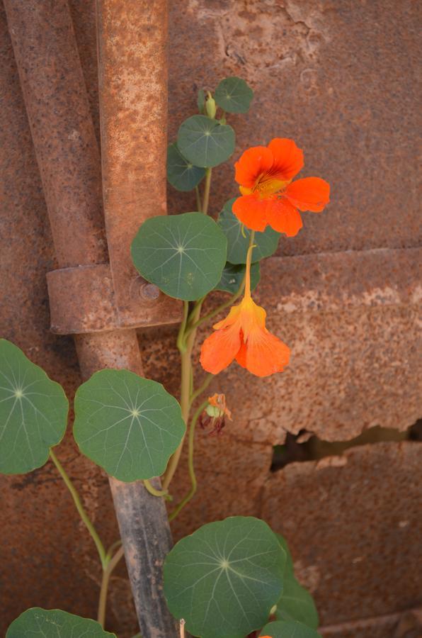 La Rosa Vandrarhem Tilcara Exteriör bild
